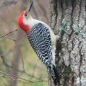 410_Red-bellied Woodpecker